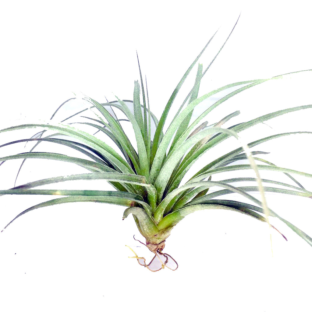 Tillandsia sp 2