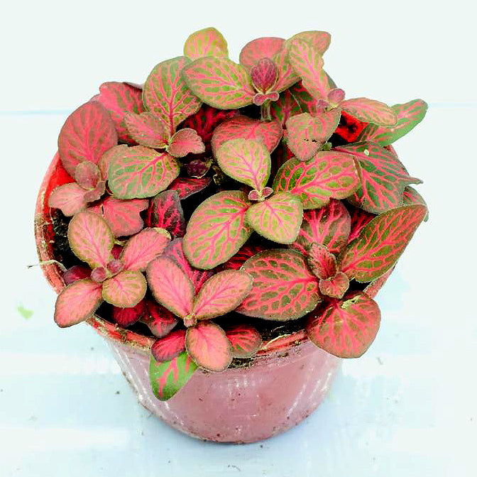 Fittonia (Neon Red Lines)