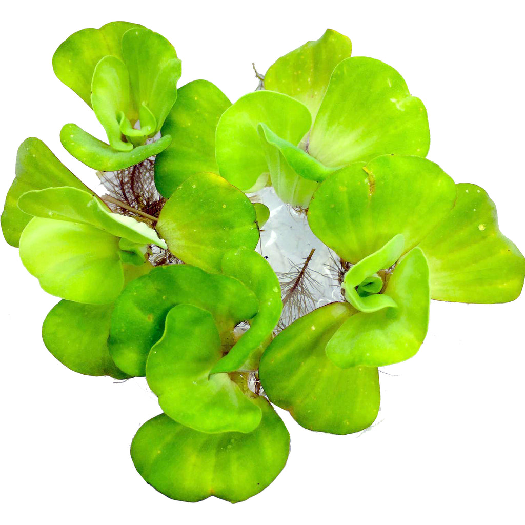 Floating Plants #2 (Water Lettuce / Bag)