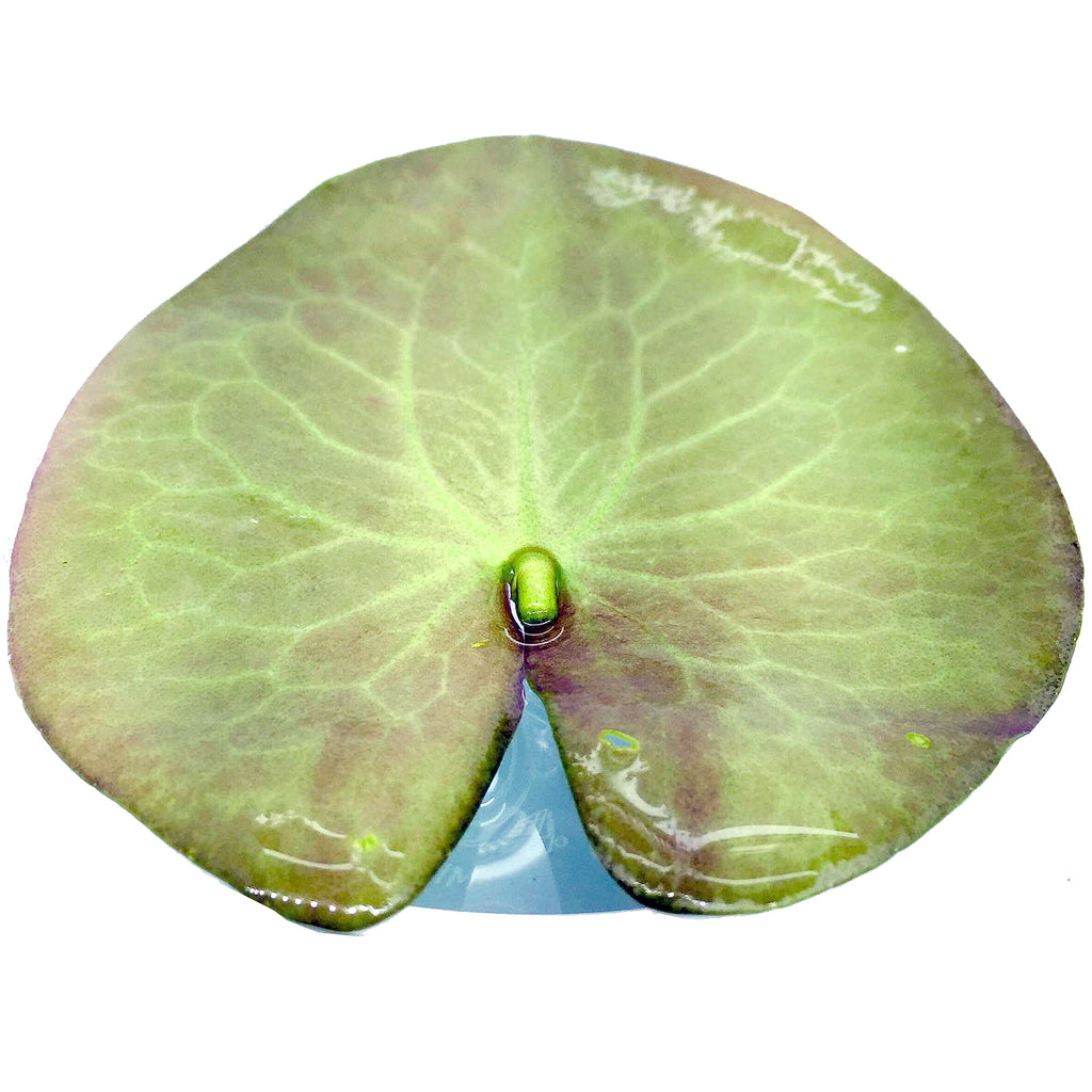 Floating Plants #6 (Nymphaea sp / Bag)
