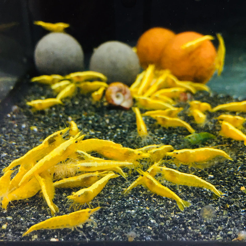Golden Back Yellow Shrimps (10 pc)