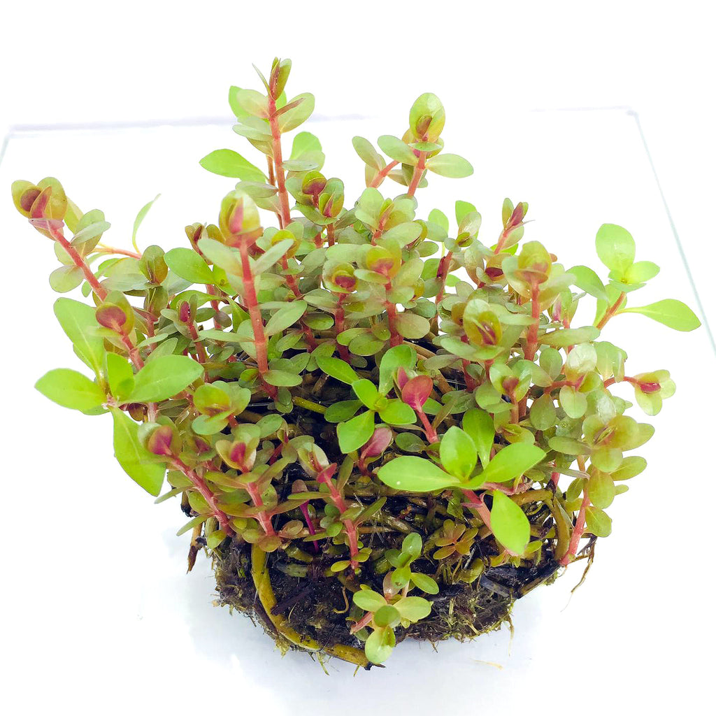 Wabi Kusa (Stem / Rotala red)