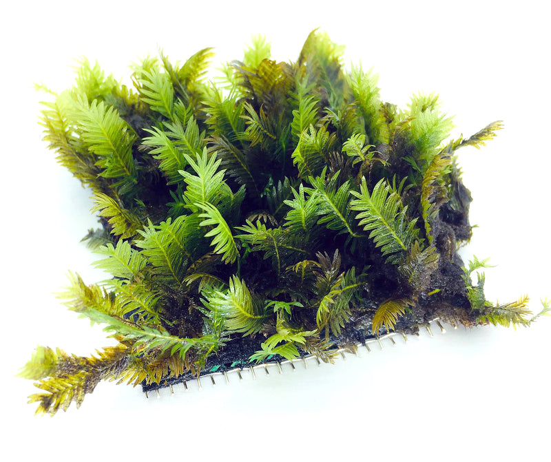 Fissiden On Mesh (3" x 3")