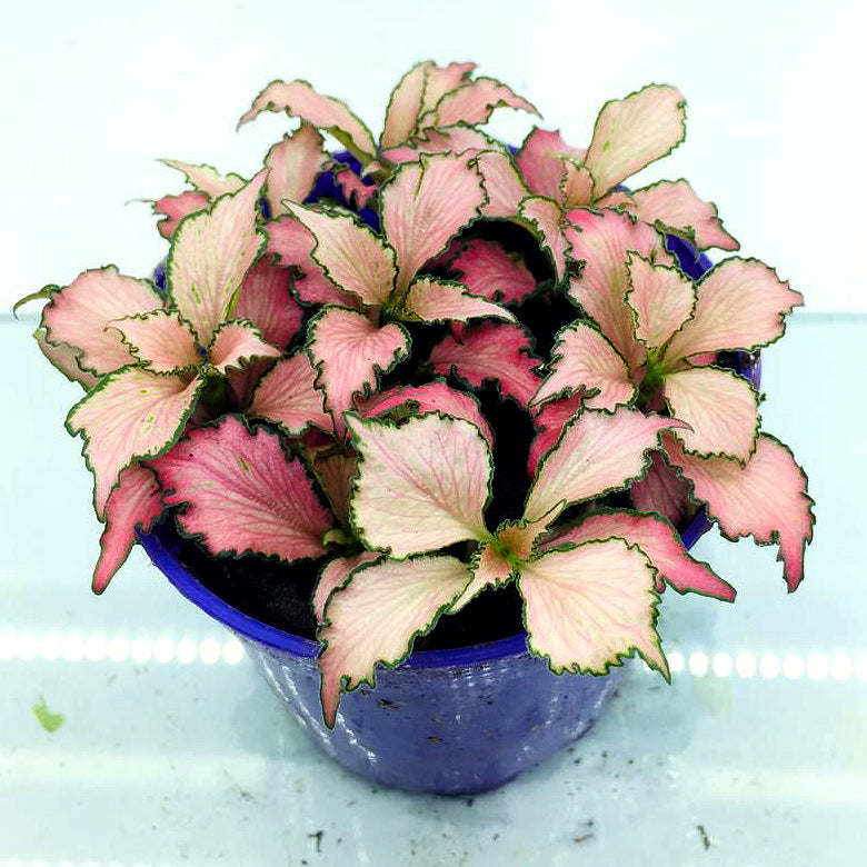 Fittonia (Pink White w Green Edge)
