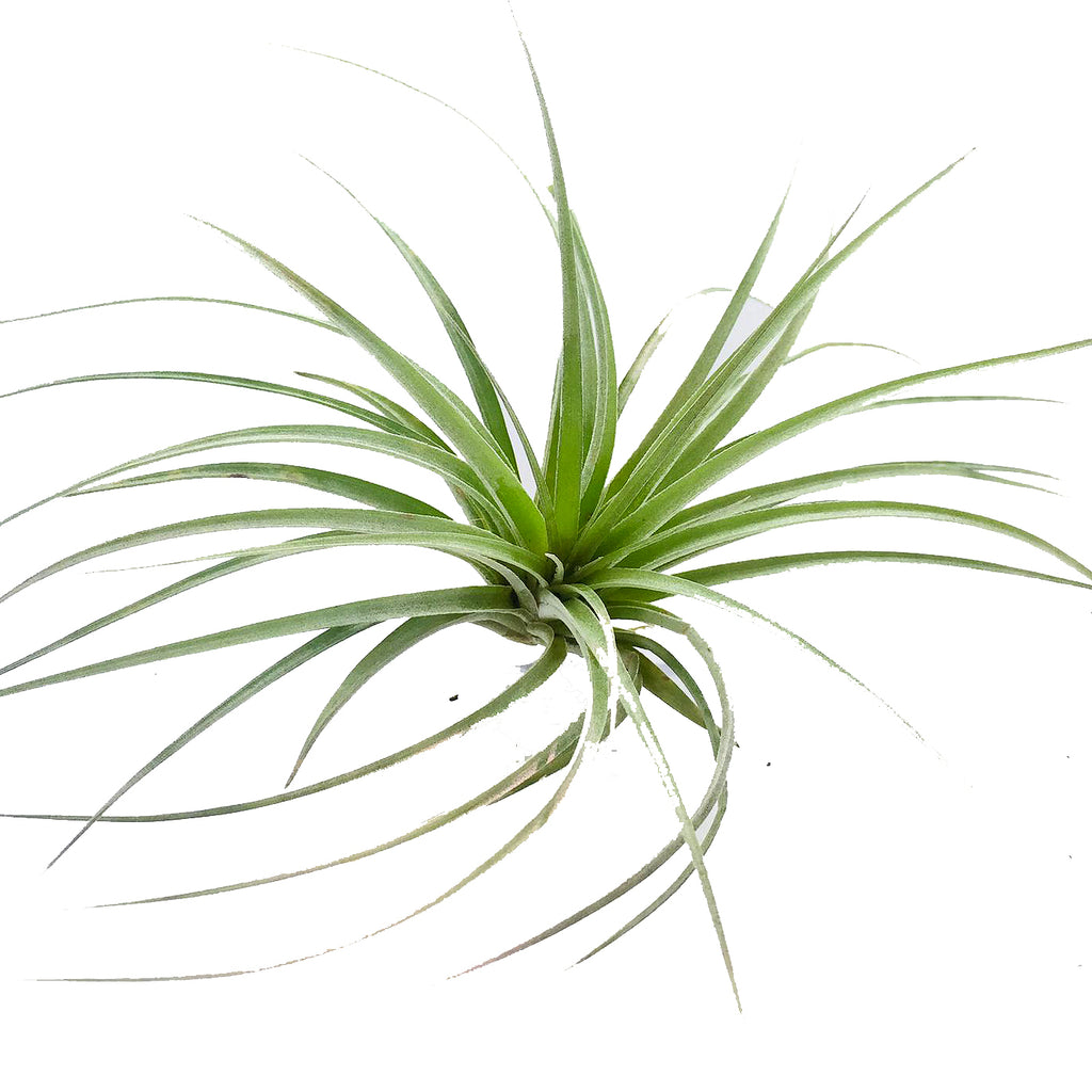 Tillandsia sp 1