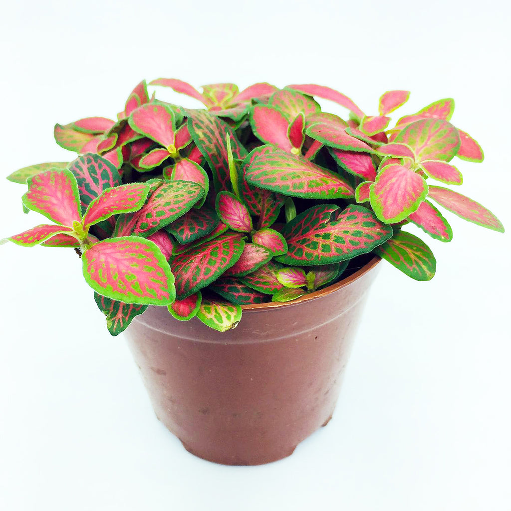 Fittonia (Green Line Red)