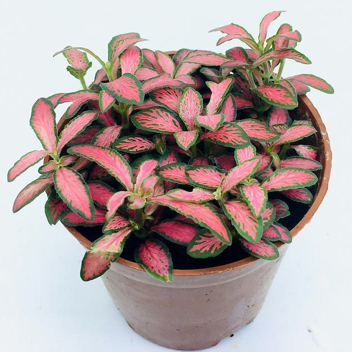 Fittonia (Pink Red w Dark Green Edge)