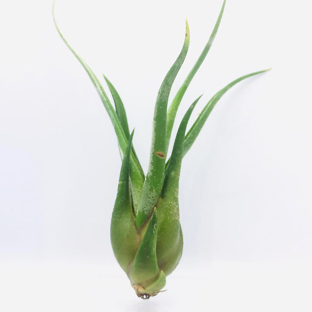 Tillandsia medusae