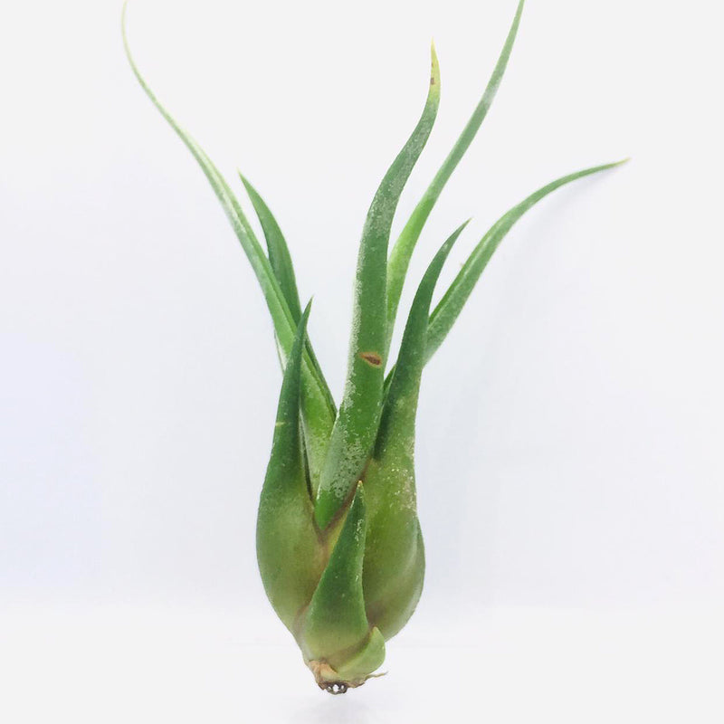 Tillandsia medusae