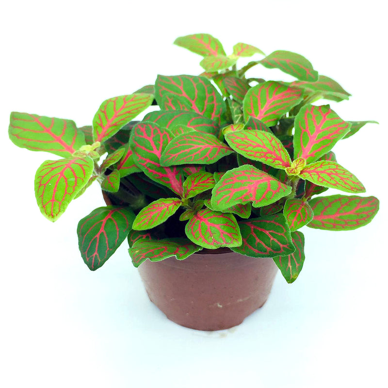 Fittonia (Red Line Green)