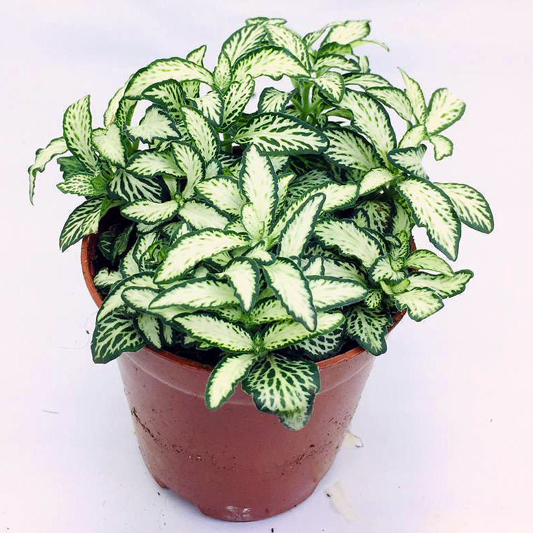 Fittonia (White Base Green Lines)