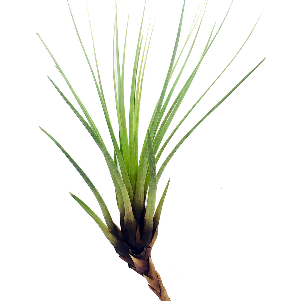 Tillandsia tricolour