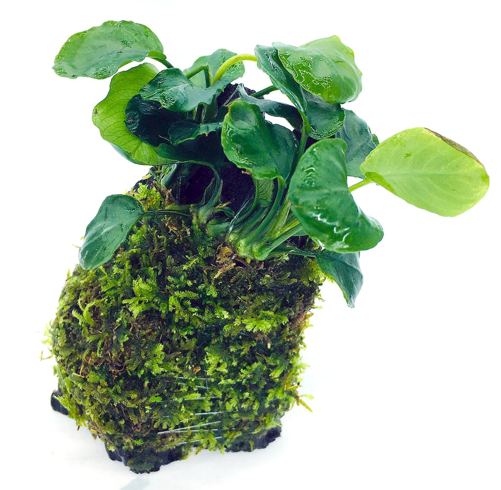 Anubias sp Coin leaf (On Wood / With Moss)
