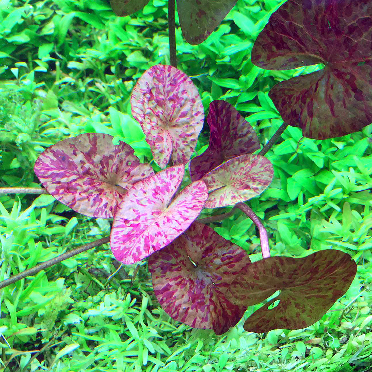 tiger lily aquarium plant Red Tiger Lily (1 POT) – Green Chapter