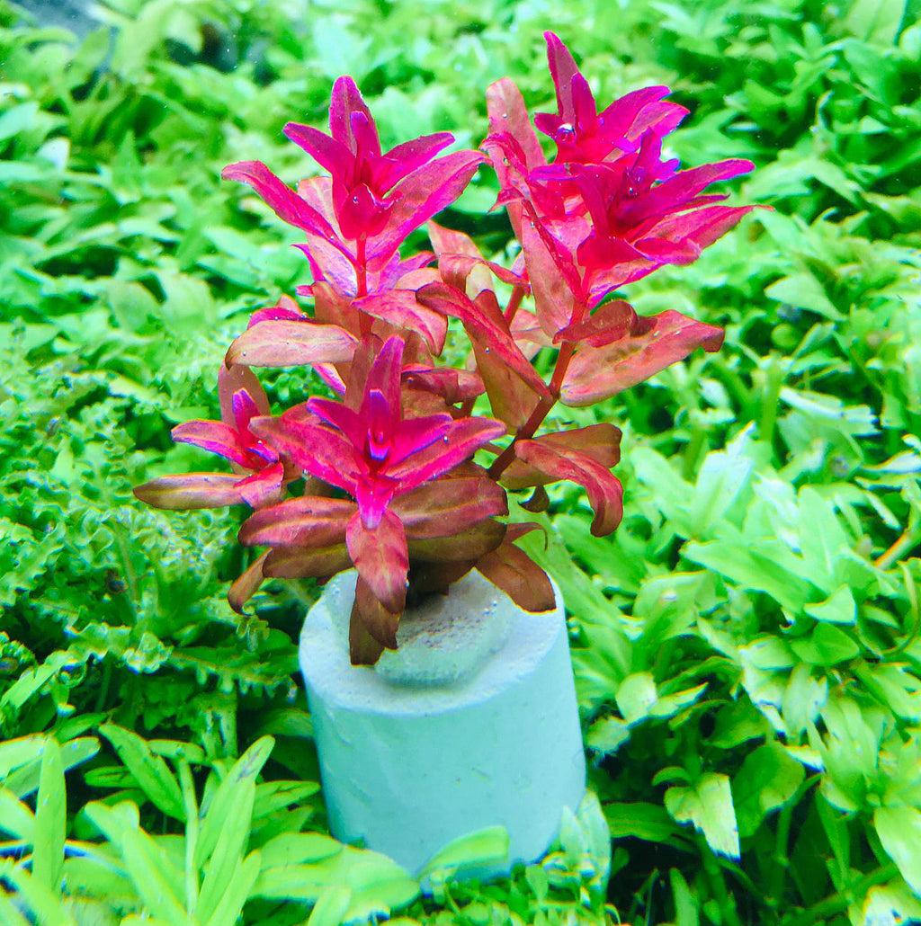 Rotala macrandra narrow leaf (1 POT)