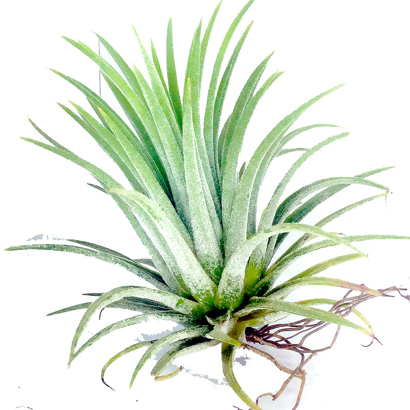 Tillandsia ionantha