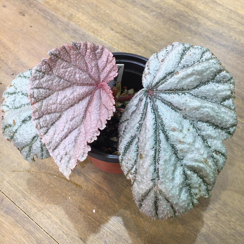 Begonia "Margaritacea"