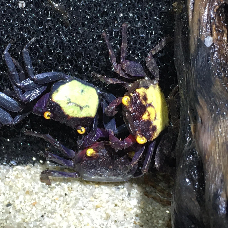 Geosesarma dennerle (Purple Vampire Crab)