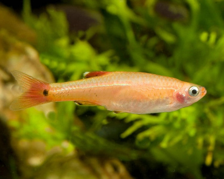 White cloud mountain minnow (Tanichthys albonubes / Golden)