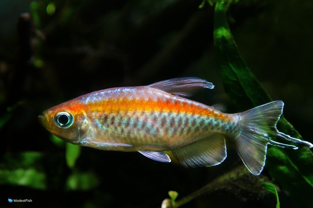 Congo Tetra