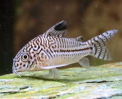 Corydoras (Julii) – Green Chapter