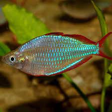 Melanotaenia praecox (Neon Rainbowfish / L / 2.5 - 3" TL)