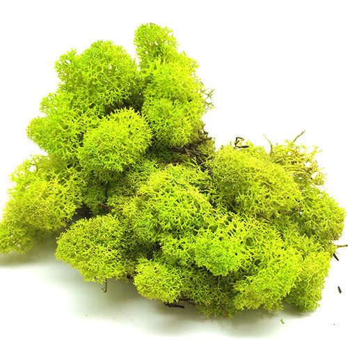 TERRA POTS Cladonia rangiferina (Rheindeer lichen / GREEN)
