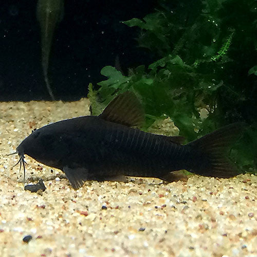 Corydoras aeneus (Black Venezuela)
