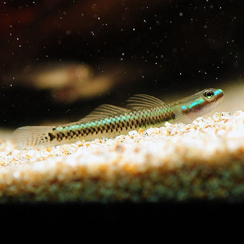 Stiphodon semoni (Cobalt Blue Goby)