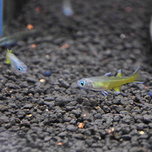 Pseudomugil signifer (L)