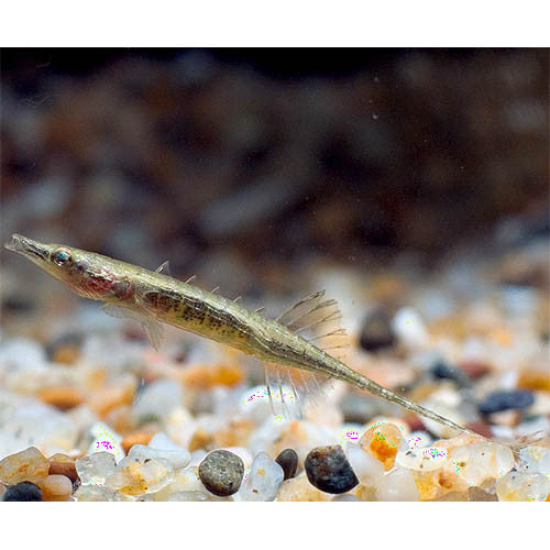 Indostomus paradoxus